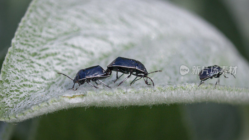 cydnidae交配(Sehirus cinctus albonotatus), White-margined洞穴Bug。